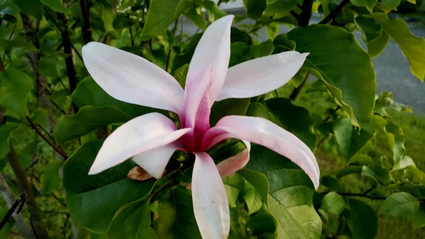 A single blossom on a pretty tree.