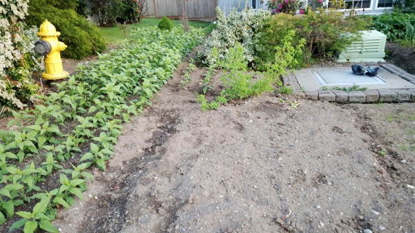 One of our neighbors has a garden in his front yard.