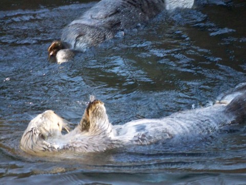 otter