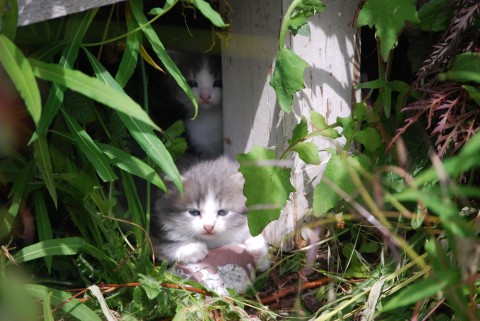 buddies in the grass