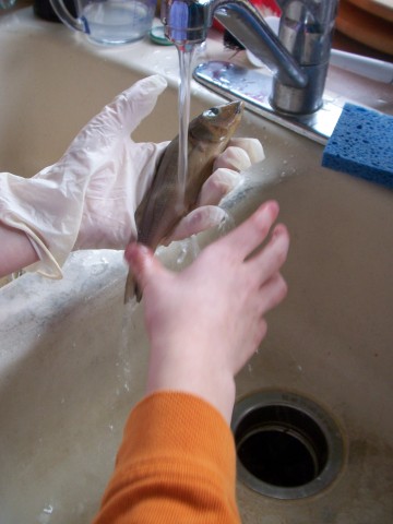 fish washing fish washing