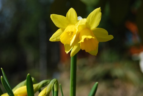 Baby Daffodils